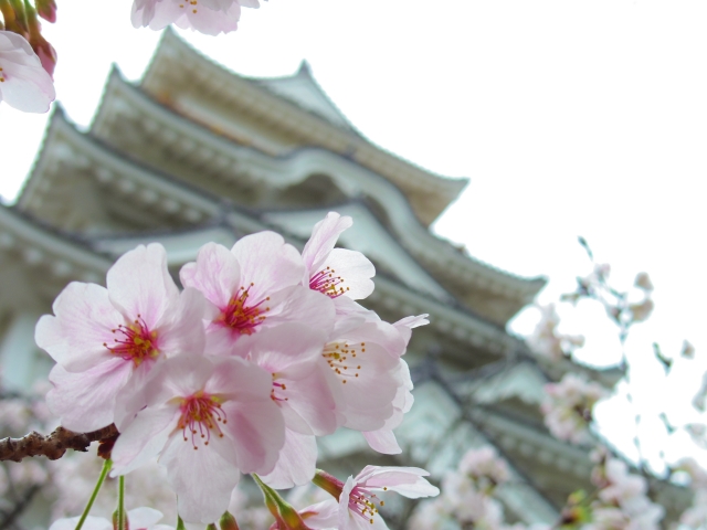 桜と福山城