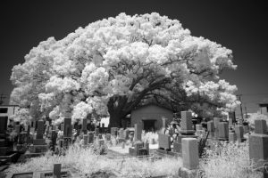 桜の木がある墓地