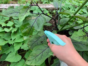 自然の素材を使った手作り害虫スプレーの作り方 オーガニックな家庭菜園 ニミログ 田舎暮らし 移住に関するwebマガジン